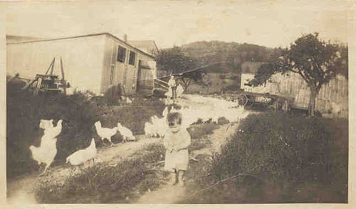 signorhouckkoontzfarmscene.jpg - 34128 Bytes