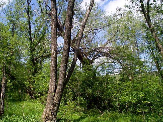 Remains of old tree on Teed farm