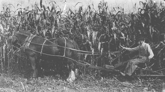 Burpee American Wonder Corn